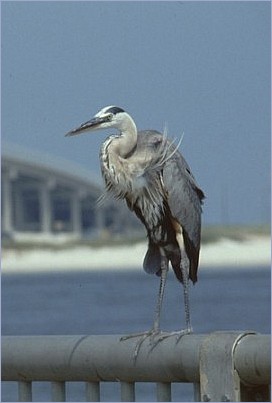 schräger Vogel